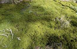 Image of Cow-horn Bog-moss