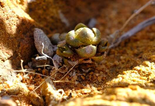 Image of Crassula columnaris subsp. prolifera Friedrich