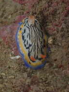 Image de Hypselodoris maritima (Baba 1949)