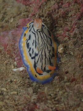 Image of Hypselodoris maritima (Baba 1949)