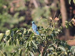 Image of Verditer Flycatcher