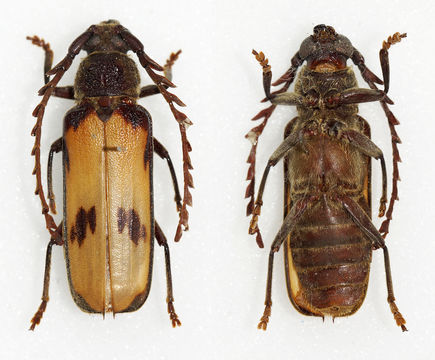Image of <i>Gigantotrichoderes conicicollis</i> Tippmann 1953
