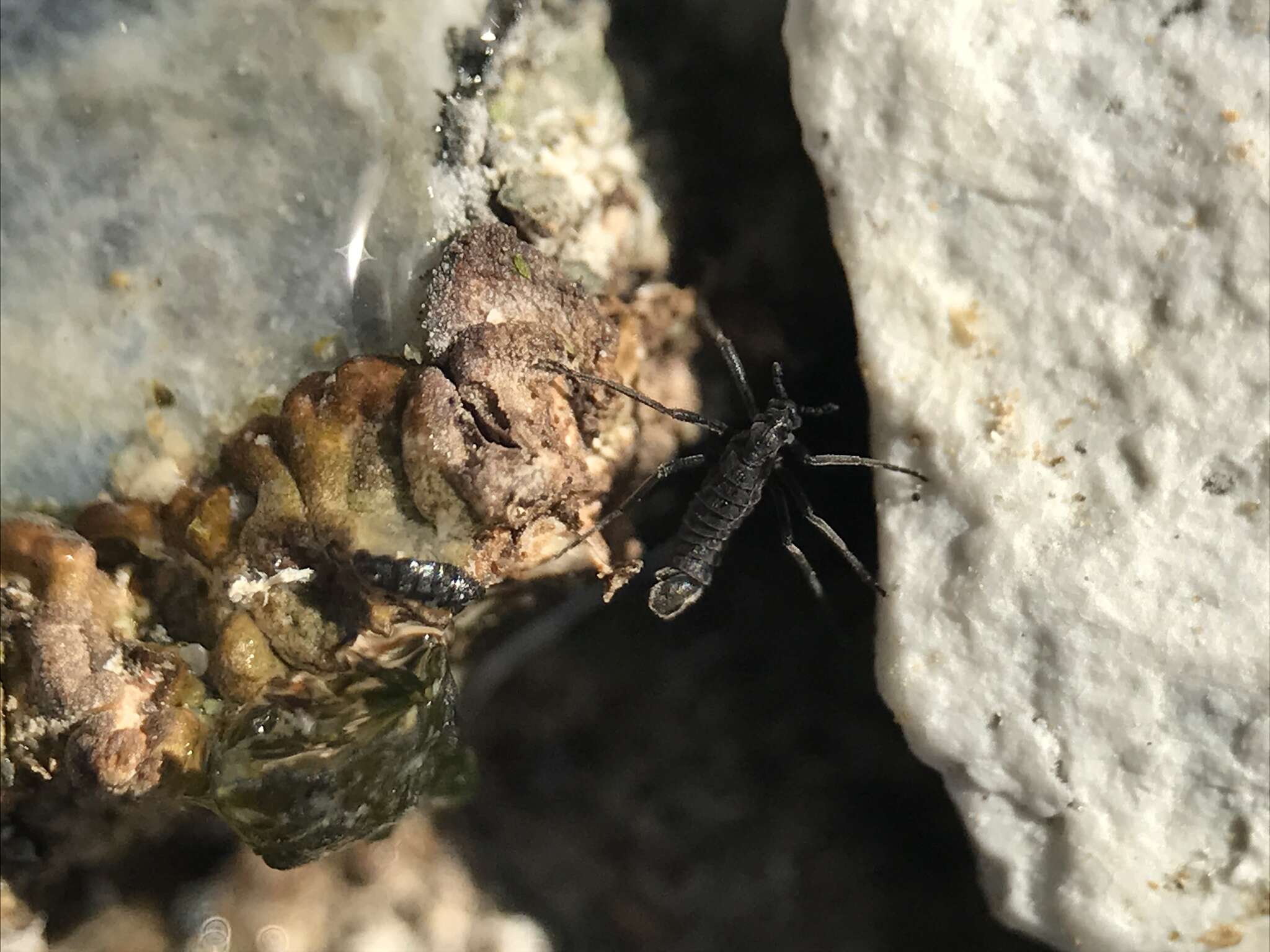 Image of Antarctic Midge