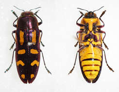 Castiarina picta (Gory & Laporte 1838) resmi