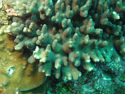 Image of Stylophora coral