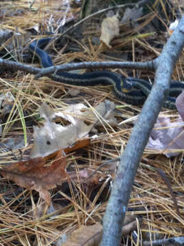 Image of Thamnophis sirtalis sirtalis (Linnaeus 1758)