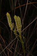 Image of Polygala carteri