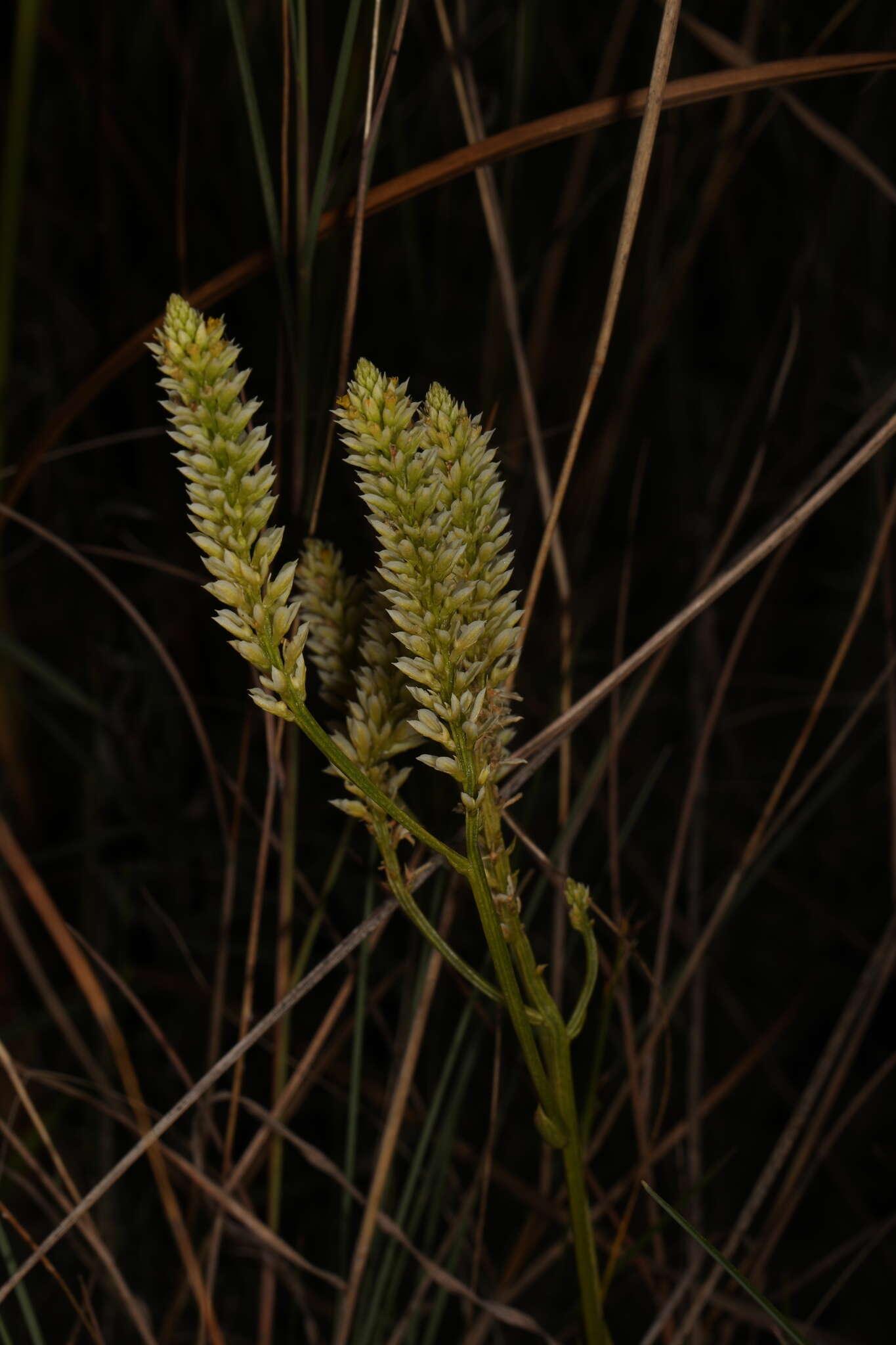 Image of Polygala carteri