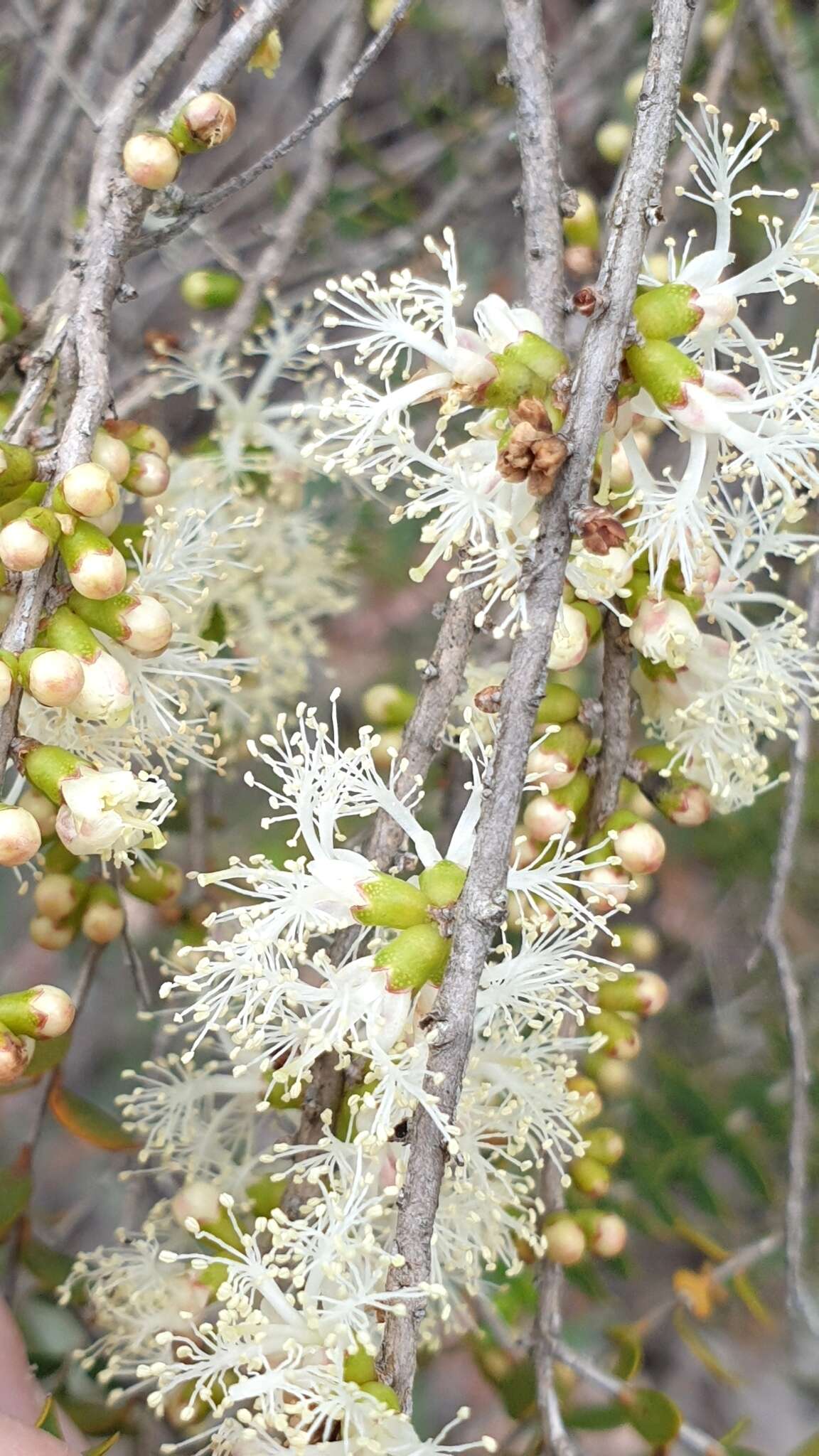 Sivun Melaleuca acuminata F. Müll. kuva