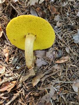 Image of Aureoboletus auriporus (Peck) Pouzar 1957