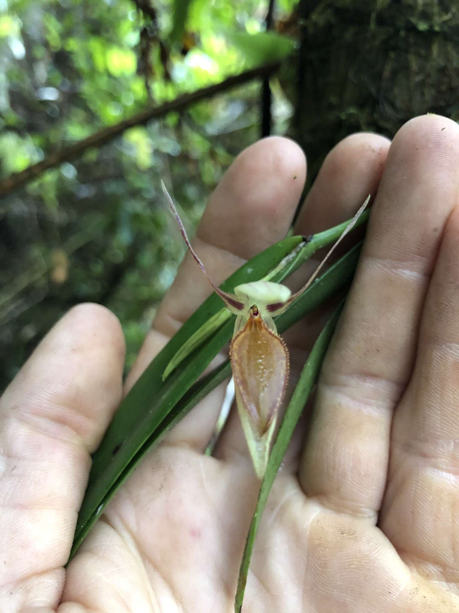 Image of Pleurothallis nuda (Klotzsch) Rchb. fil.