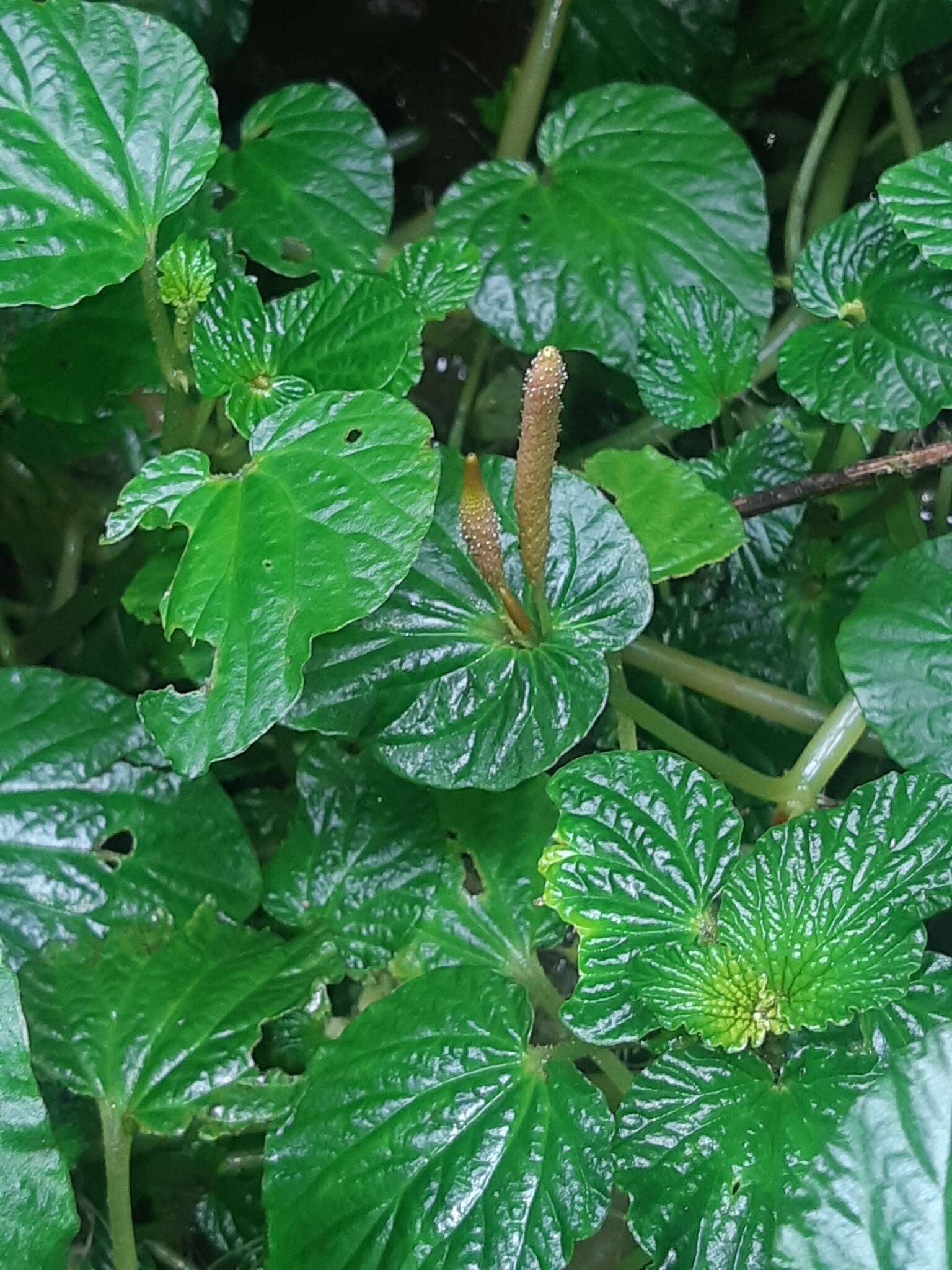 صورة Peperomia pachystachya C. DC.