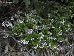 Image of Jovellana violacea (Cav.) G. Don