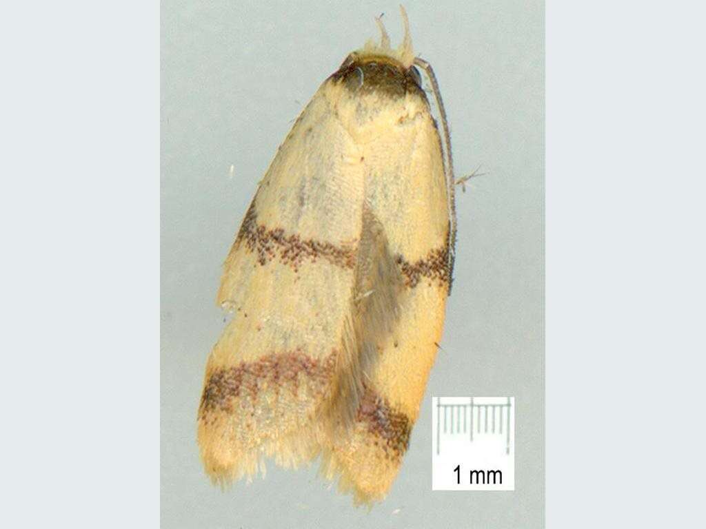 Image of Heteroteucha translatella (Walker 1864)