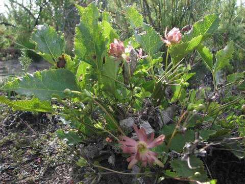 Image of Knowltonia vesicatoria subsp. humilis H. Rasmussen