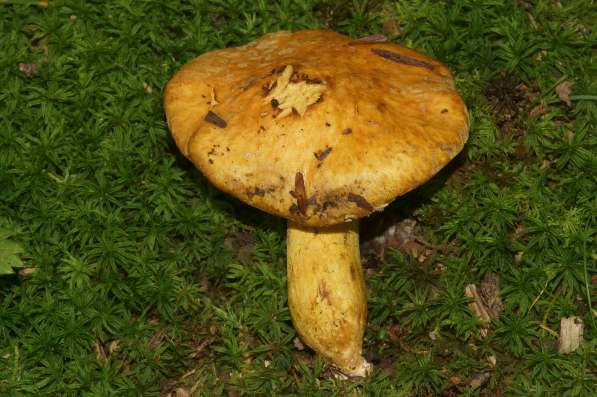 Image of Suillus subaureus (Peck) Snell 1944