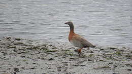 Image of Ashy-headed Goose