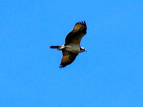 Image of ospreys