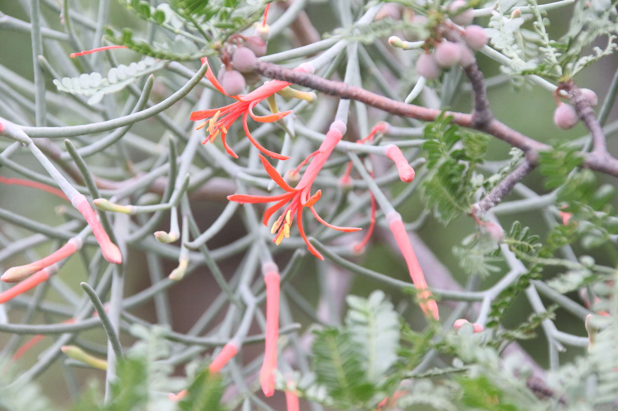 Image of Psittacanthus sonorae (Watson) J. Kuijt