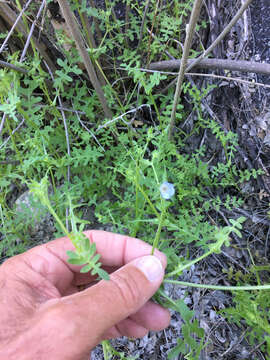 Image of Arizona fiestaflower