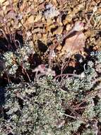 Image of Southern mountain wild-buckwheat