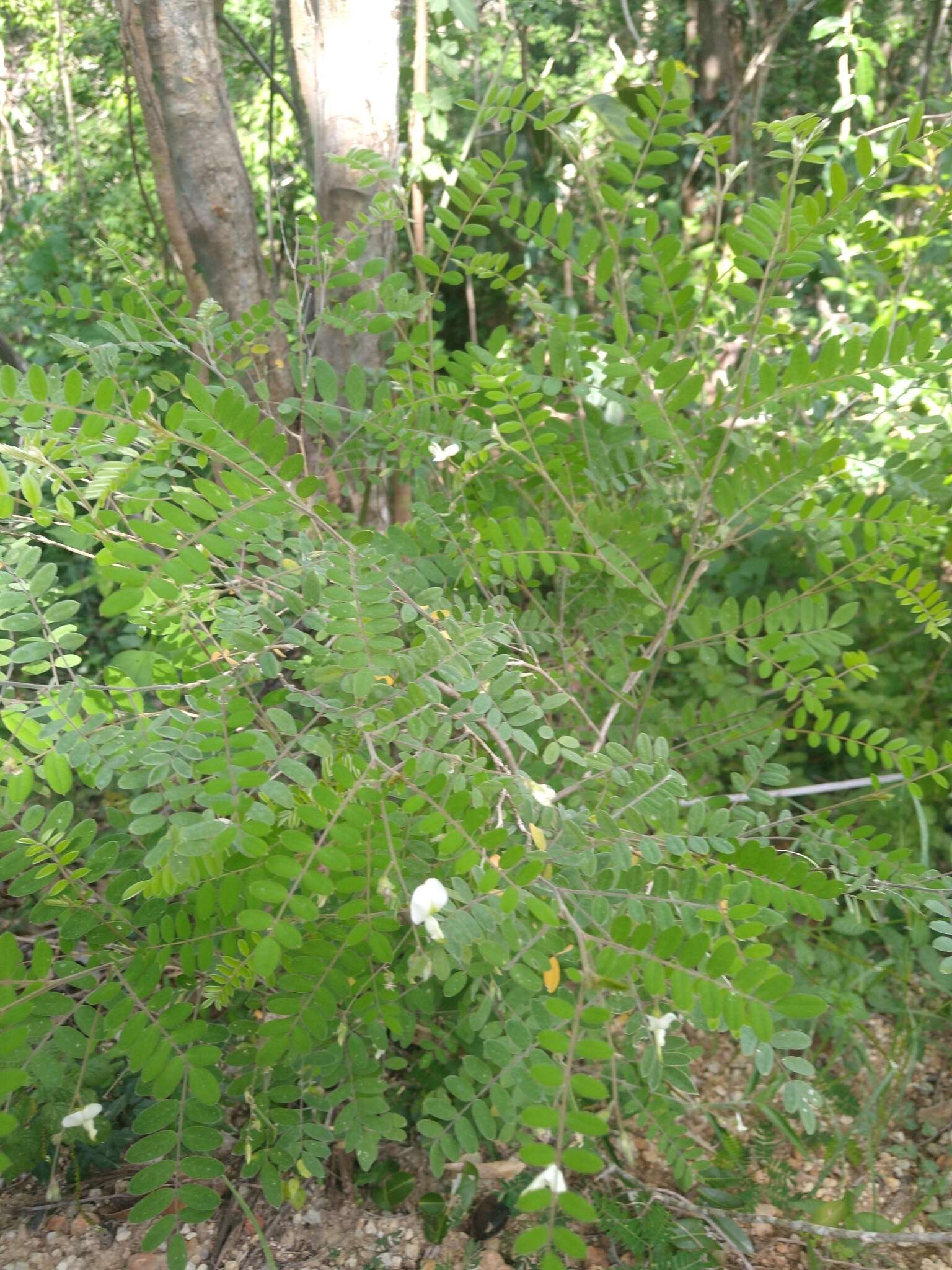 Image of Puerto Rico prairie clover