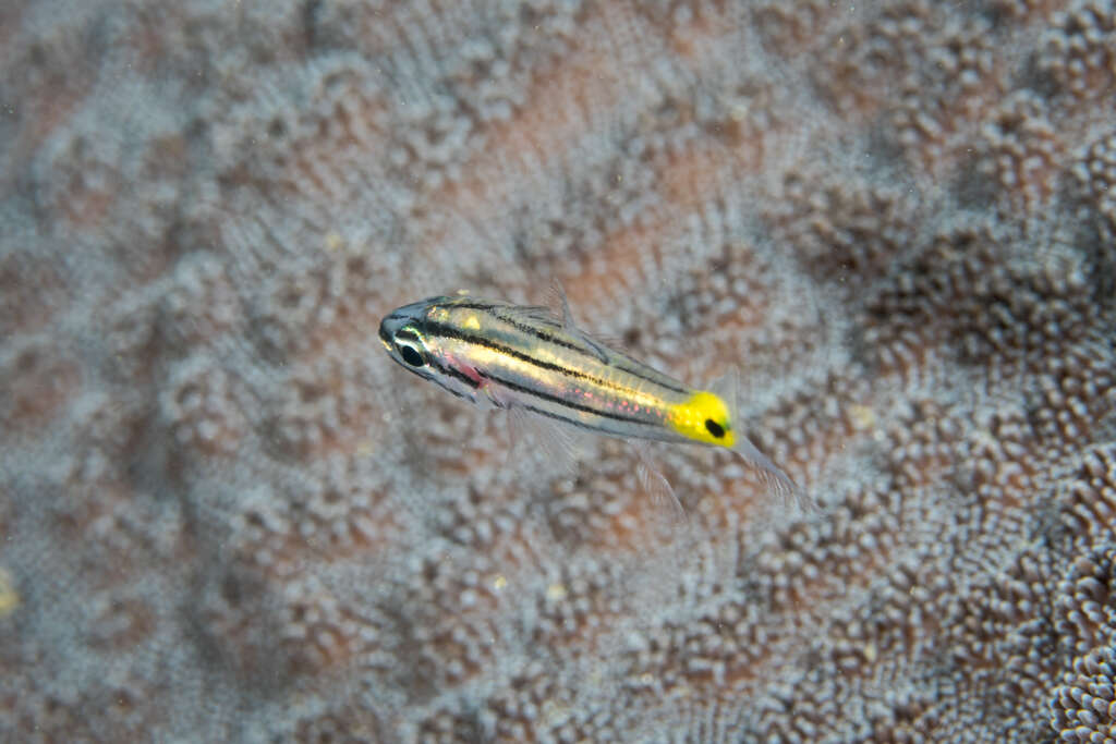 Image of Toothy cardinalfish