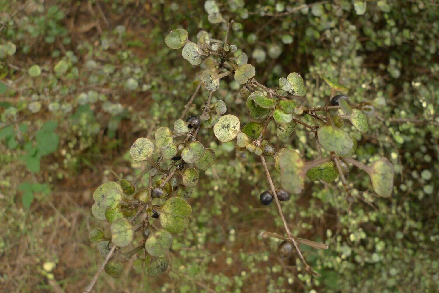 Image of Coprosma spathulata A. Cunn.