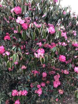 Image of Tree Rhododendron