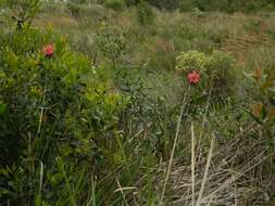 Image of Mutisia coccinea A. St. Hil.