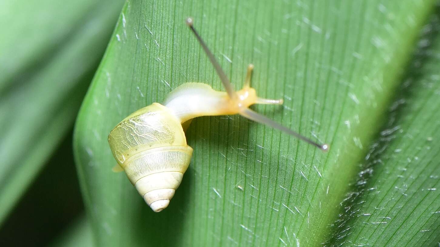 Image of Satsuma mollicula (Pilsbry & Hirase 1909)