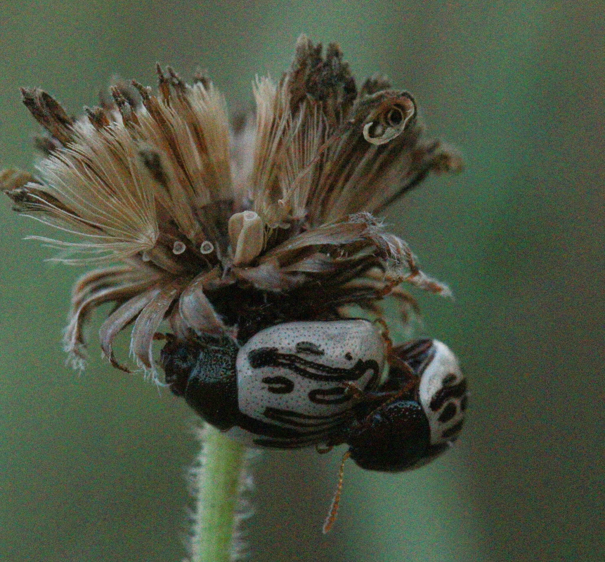 Image of Zygogramma (Zygospila) heterothecae Linell 1896