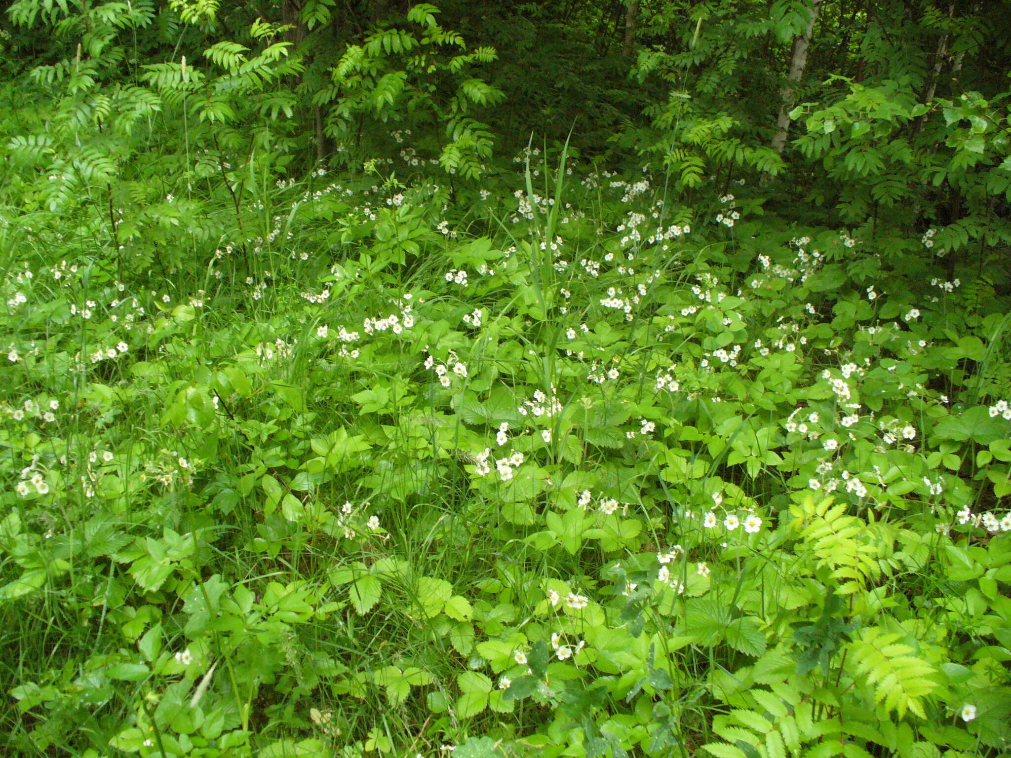 Image of Hautbois Strawberry