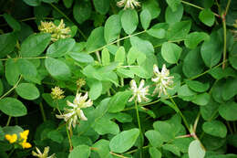 Image of licorice milkvetch