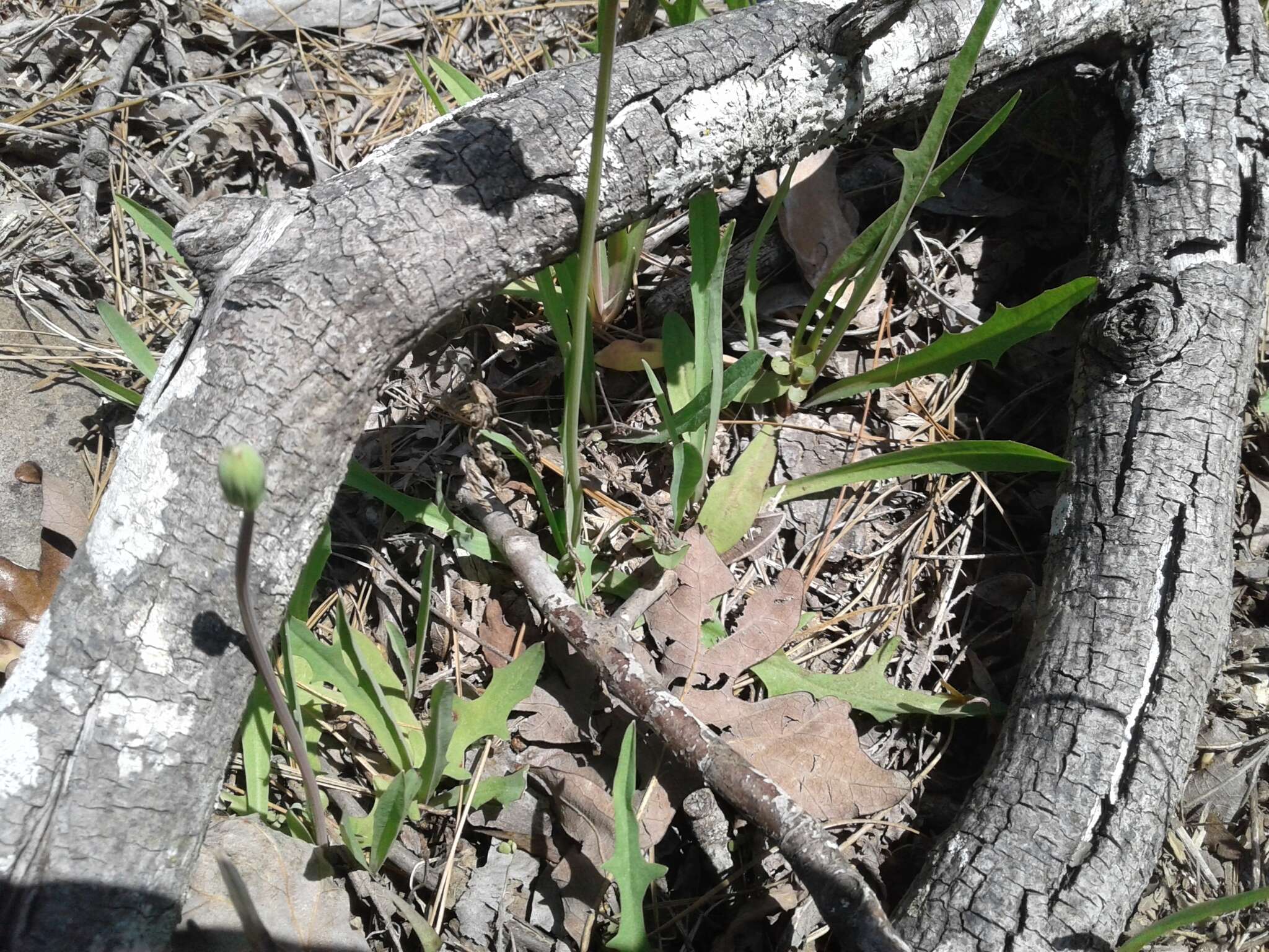 Image of Potato dandelion