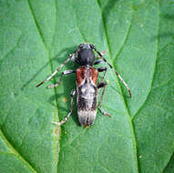 Image of grey-coated longhorn beetle