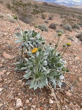 Image of silverleaf sunray