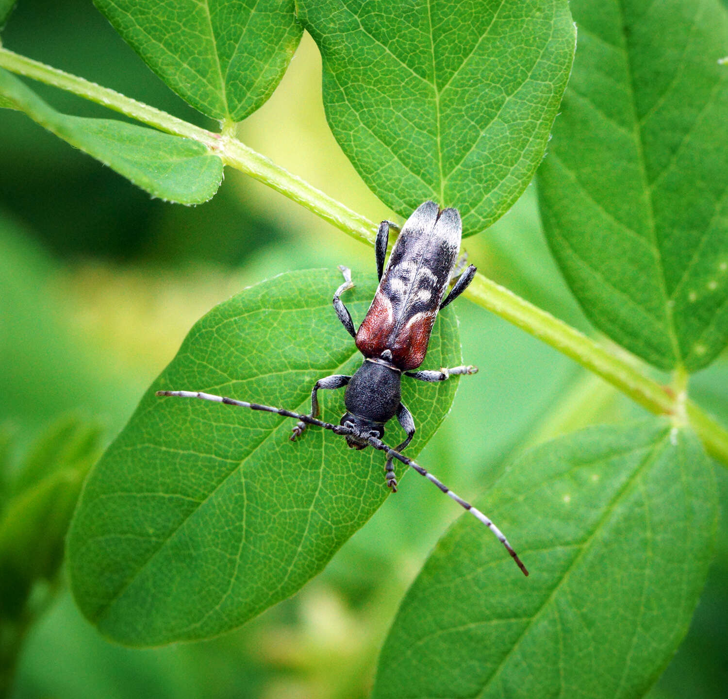 Image of grey-coated longhorn beetle