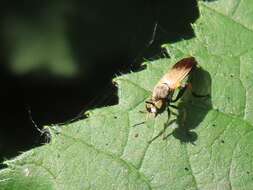 Image of Eudioctria sackeni (Williston 1883)