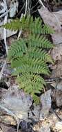 Image de Dryopteris triploidea Wherry