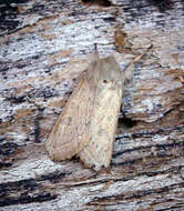 Слика од Orthosia gracilis Schiffermüller 1775