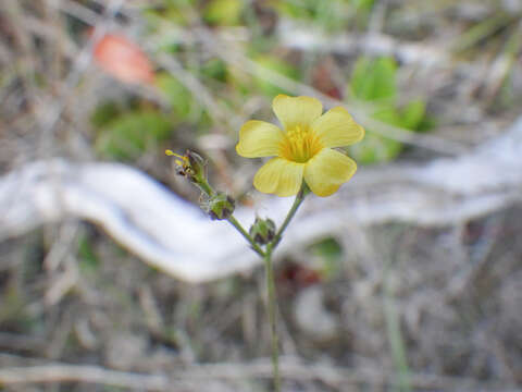 Image de Linum arenicola (Small) H. Winkler