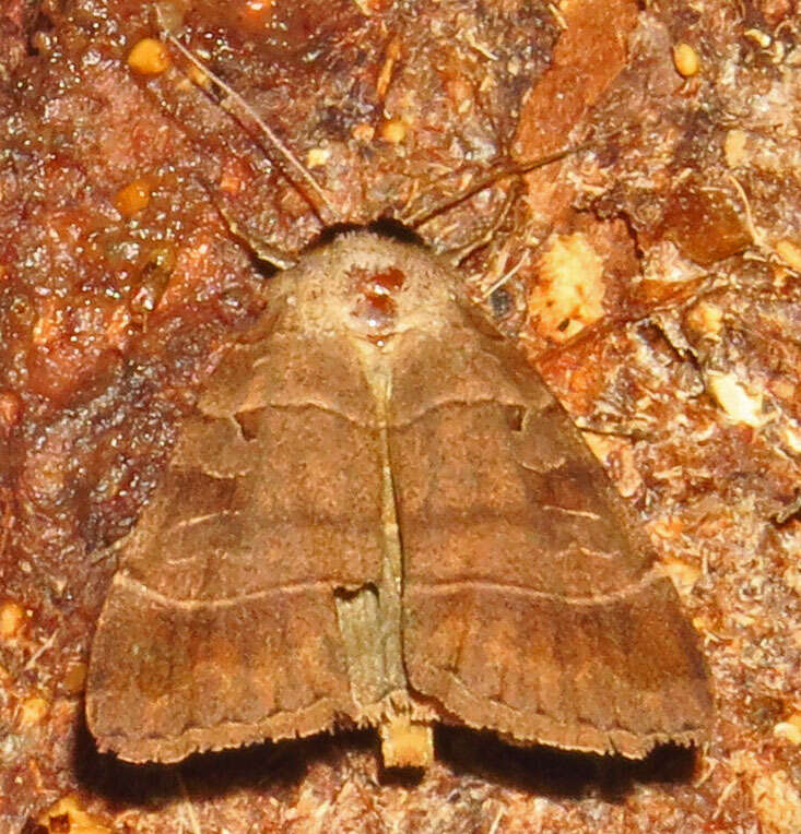 Image of Pale-banded Dart