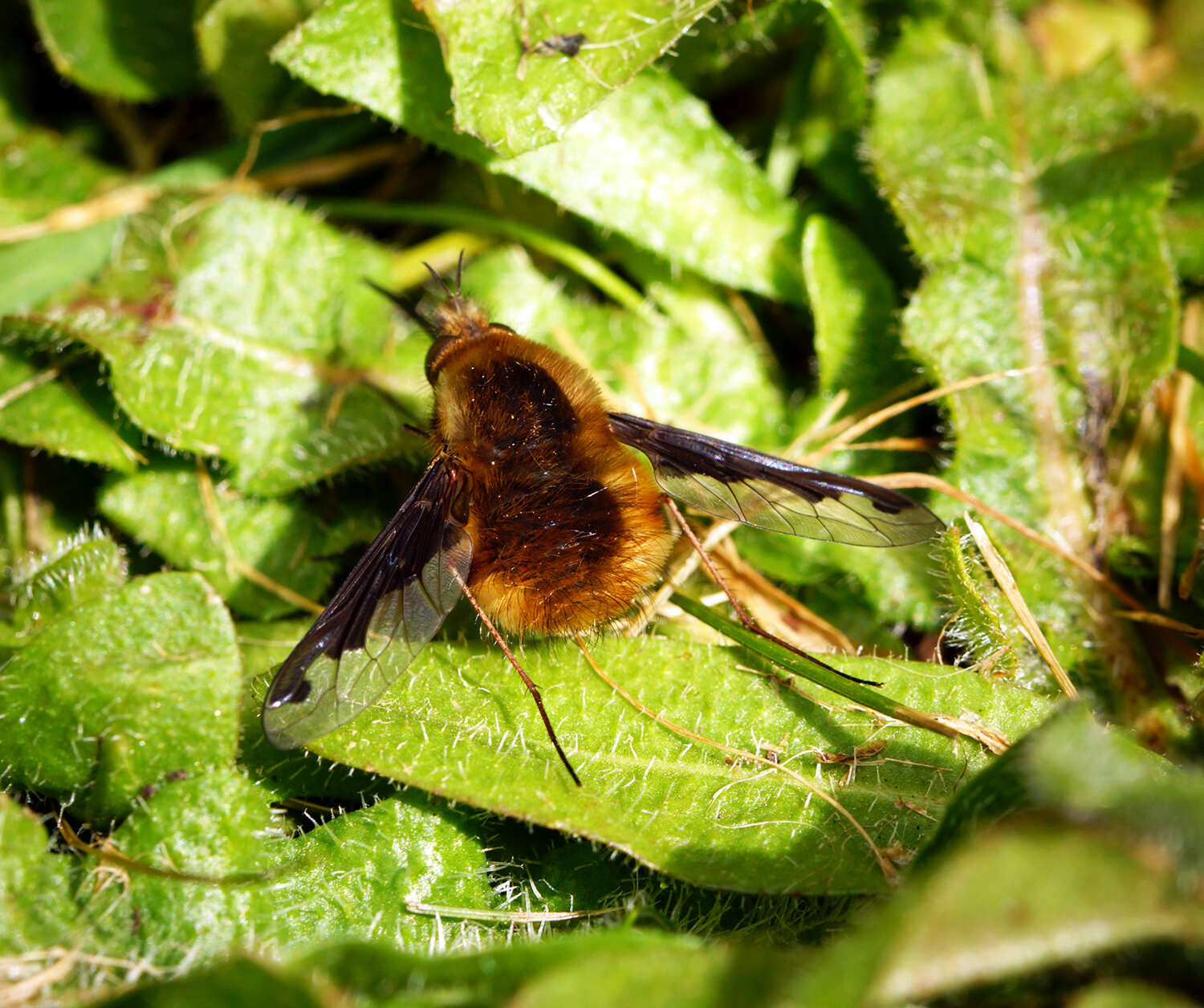 Image of Large bee-fly