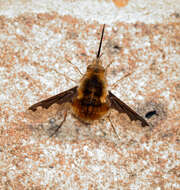 Image of Large bee-fly