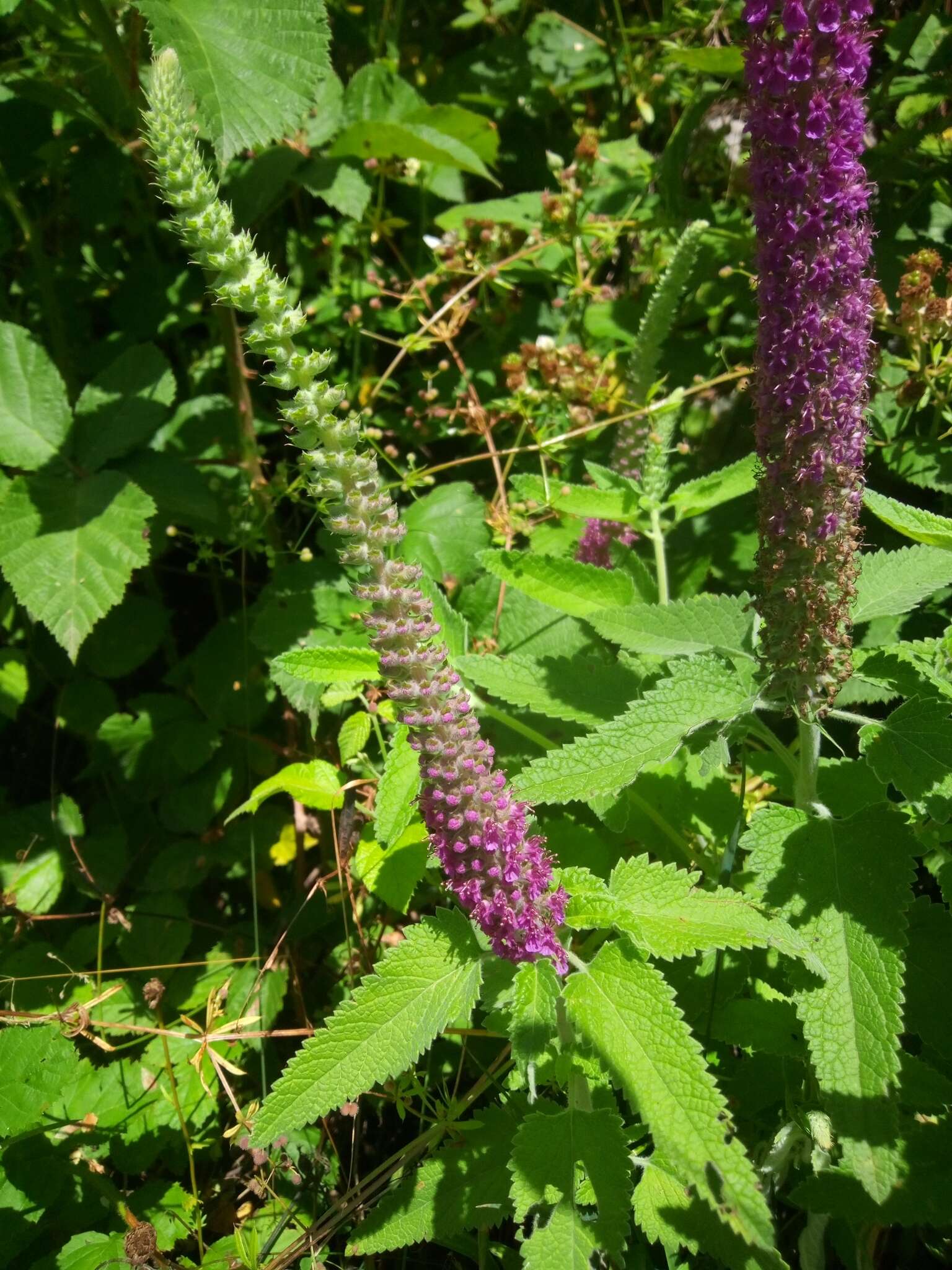 Image de Teucrium hircanicum L.