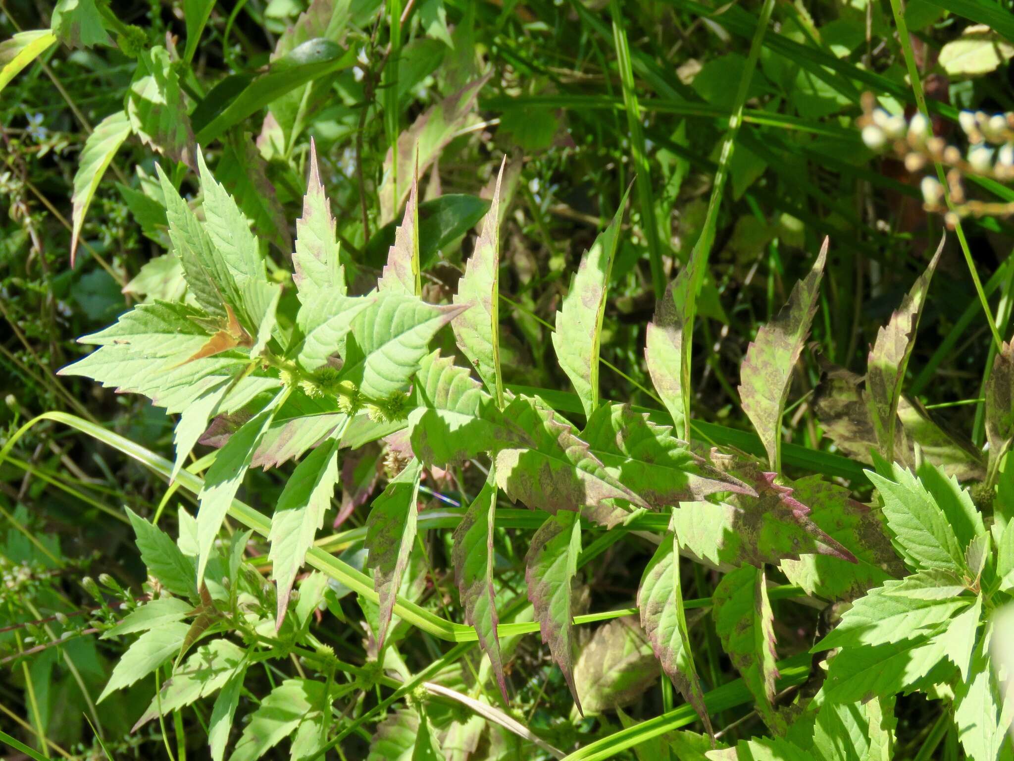 Image of Virginia water horehound