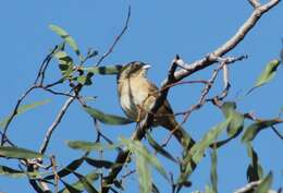 Image of Botteri's Sparrow