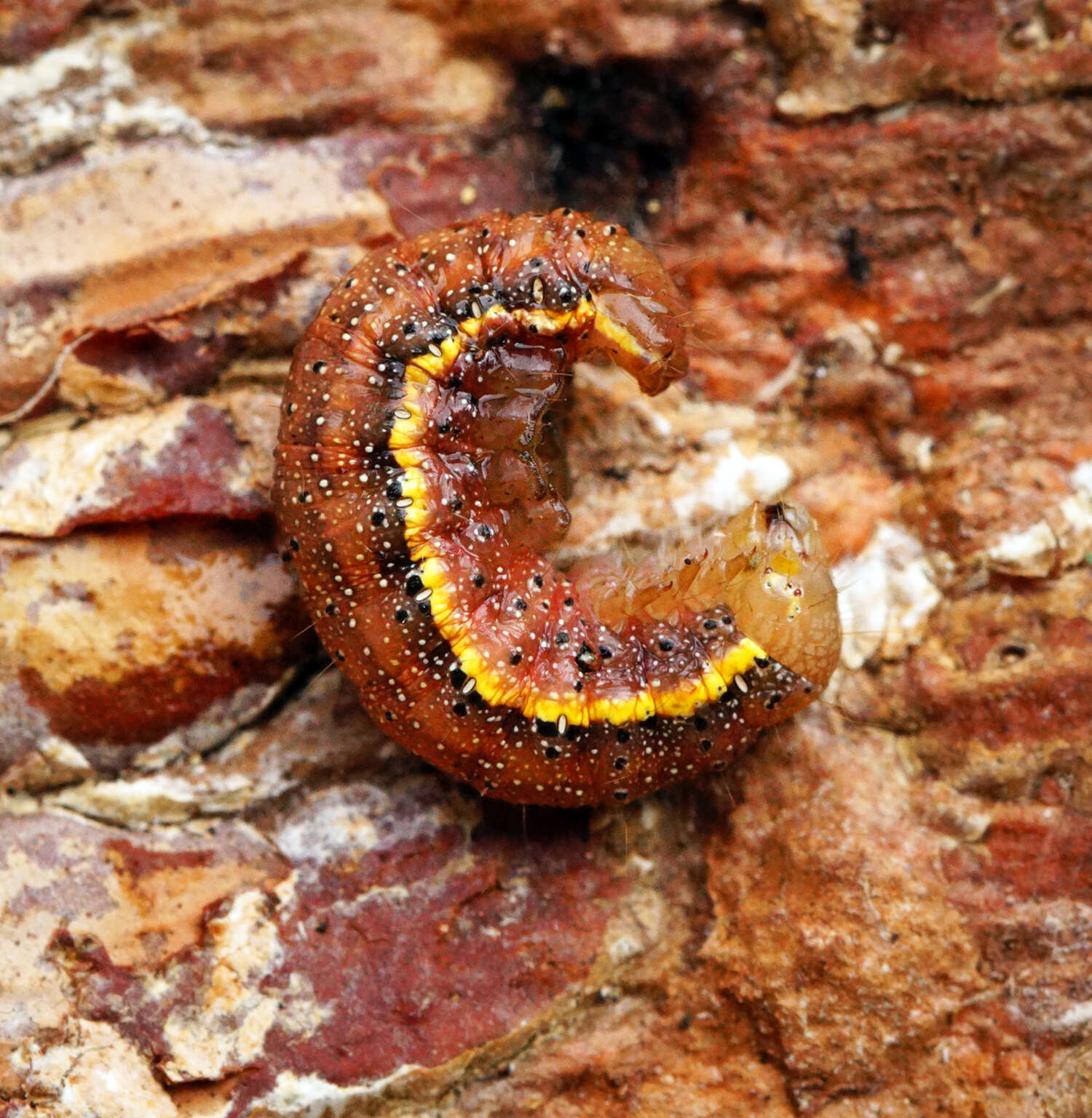 Lacanobia oleracea Linnaeus 1858 resmi