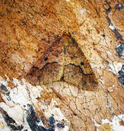Image of mottled umber